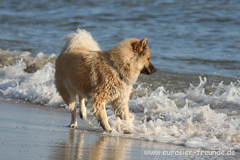 (Foto Goslar)_daenemark_2010_IMG_9704_Blavand_Strand.jpg - Sahri liebt die Wellen ...